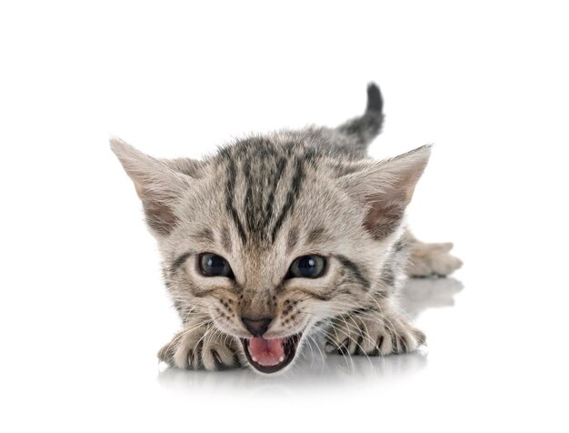 Bengal cat in front of white background