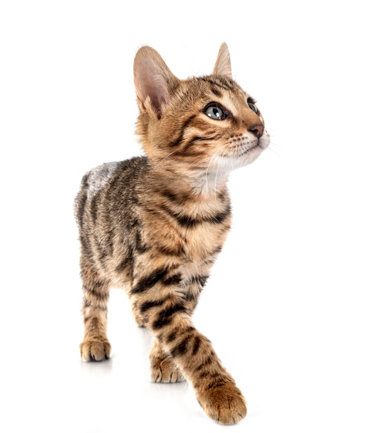 bengal cat in front of white background