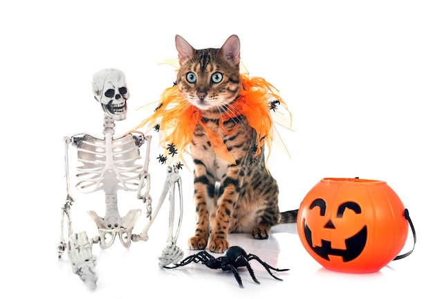 bengal cat in front of white background