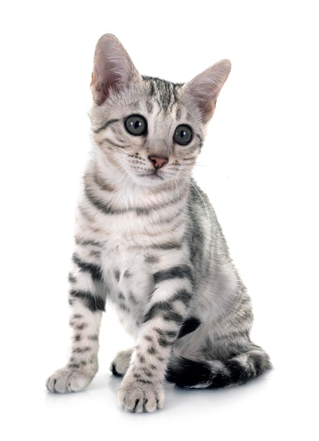 bengal cat in front of white background