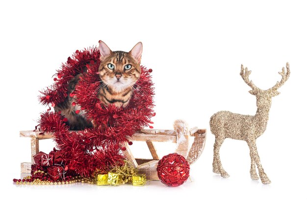 bengal cat in front of white background