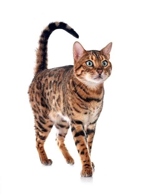 bengal cat in front of white background