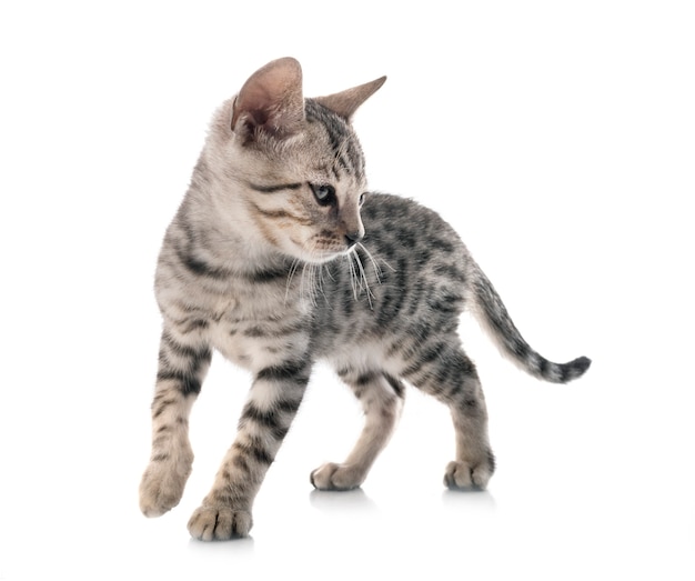 Bengal cat in front on white isolated