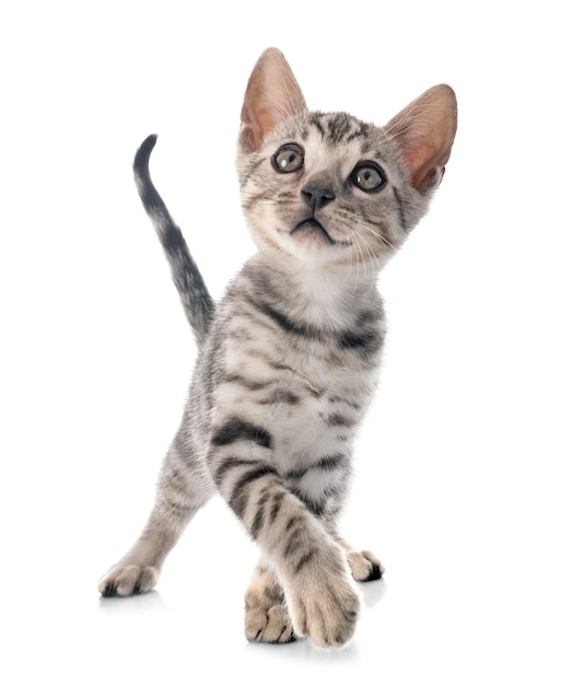 Bengal cat in front on white isolated