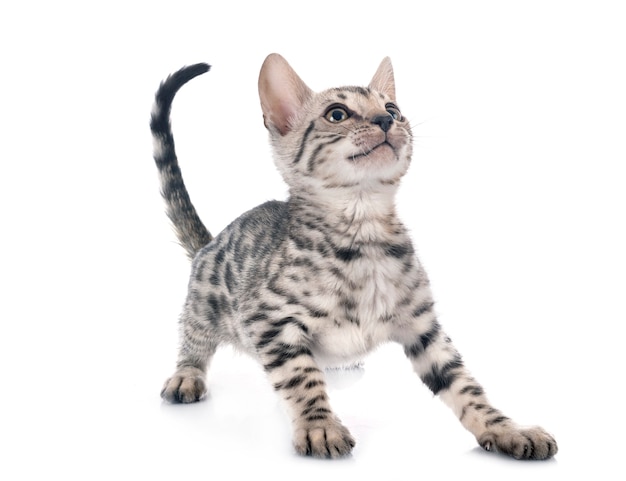 Bengal cat in front of white surface