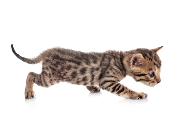 Bengal cat in front of white