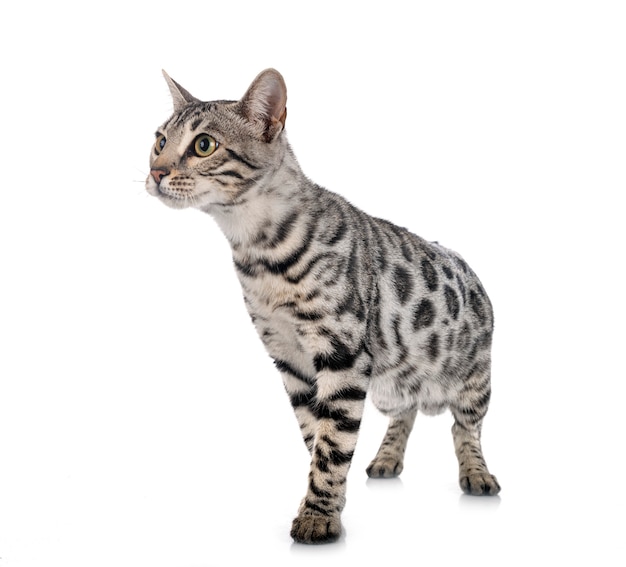 Bengal cat in front 