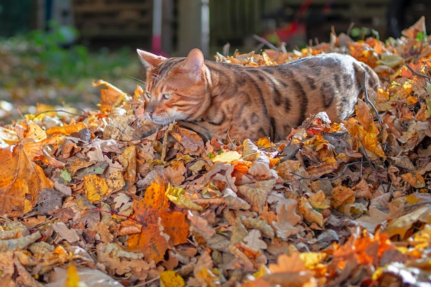 Bengal cat hid in the fallen leaves in the forest A Bengali Cat with green eyes is lying in wait Close up portait