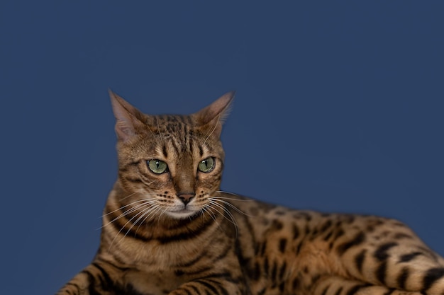 Bengal cat is a purebred cat on a blue background Copy space Holidays and events