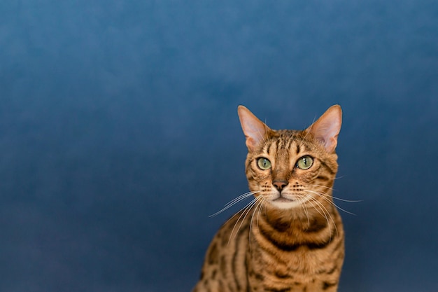 ベンガル猫は青い背景の純血種の猫ですペットコピースペース