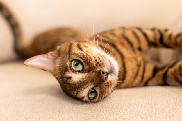 The Bengal cat is a purebred cat Pets Closeup