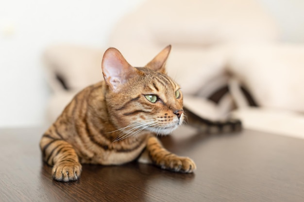 The bengal cat is a purebred cat portrait of a domestic cat\
lying on the table pets