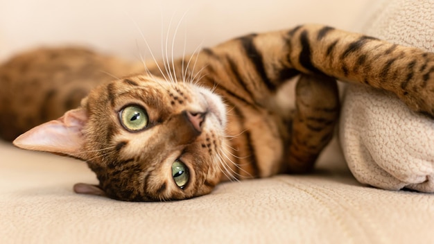 The Bengal cat is a purebred cat Portrait Pets