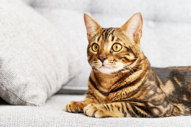 Bengal cat is sitting on gray sofa