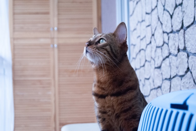 Foto il gatto bengala sta pensando a qualcosa guardando fuori dalla finestra