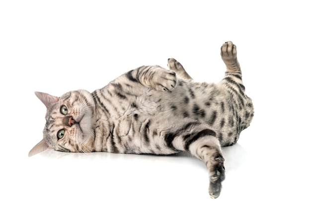 Bengal cat isolated on white