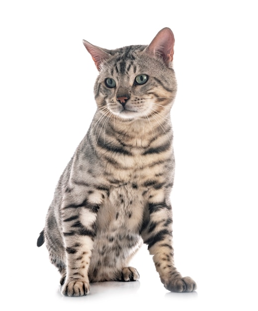 Bengal cat isolated on white