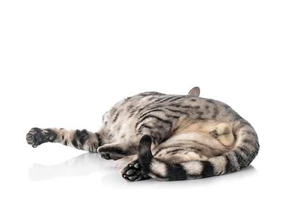 Photo bengal cat isolated on white