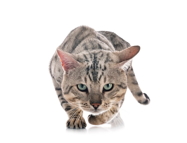 Bengal cat isolated on white