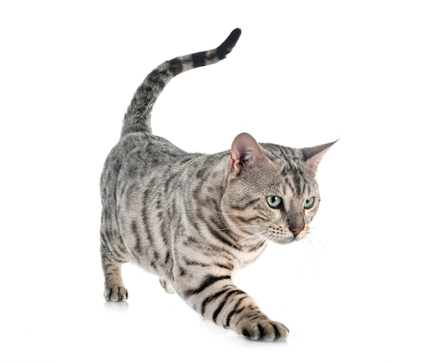 Bengal cat isolated on white