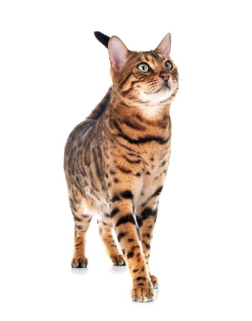 Bengal cat isolated on white