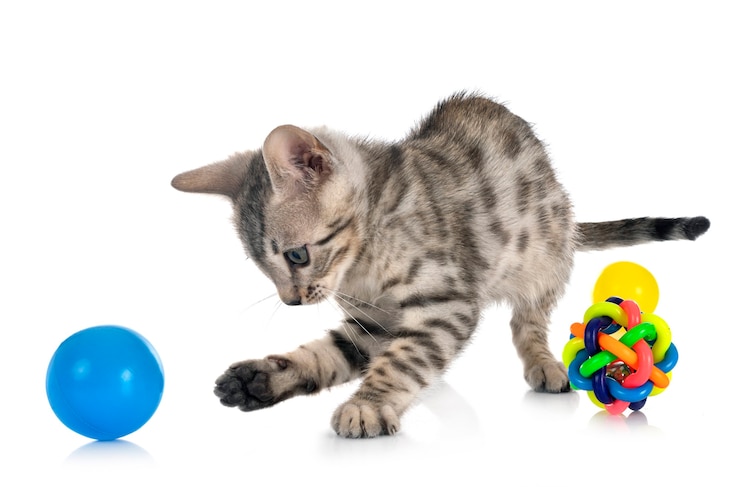 Photo bengal cat isolated