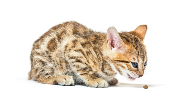 Bengal cat kitten eating a croquette six weeks old isolated on