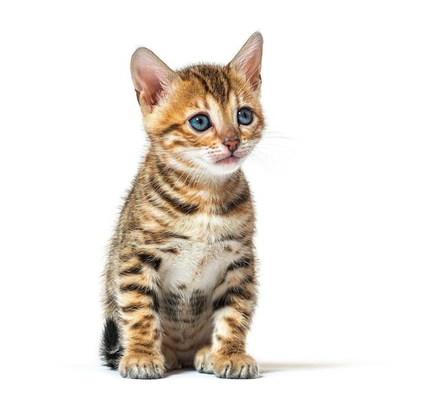 Bengal cat kitten sitting and looking away six weeks old isola