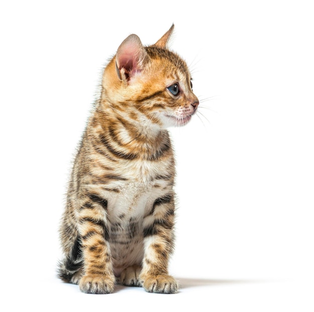 Bengal cat kitten sitting and looking away six weeks old isola