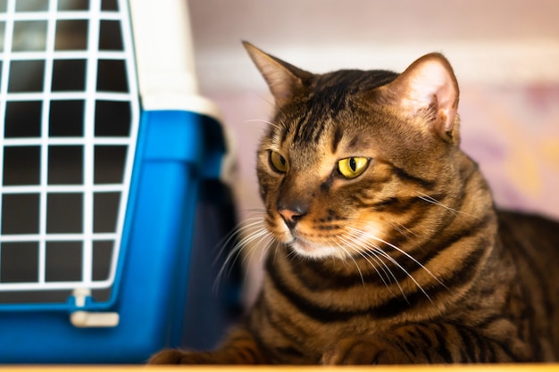 Bengal cat lies near the cage for carrying animals