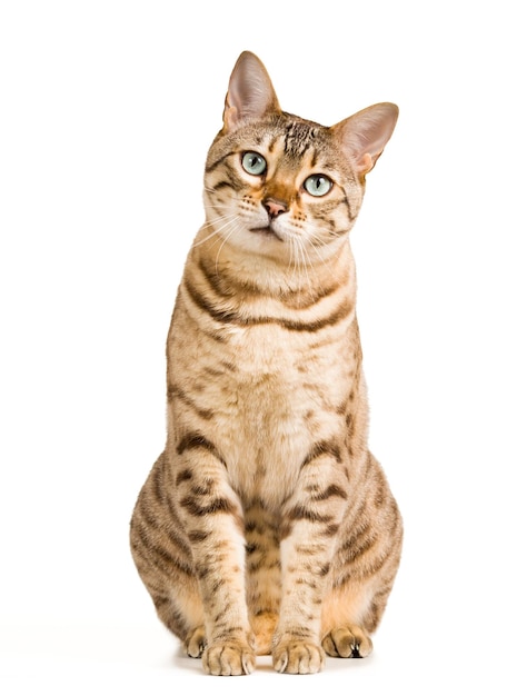 밝은 갈색과 크림색의 벵골 고양이는 광고와 텍스트를 위한 공간이 있는 뷰어를 응시하고 있습니다.
