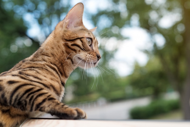 Bengal cat looks out the window 