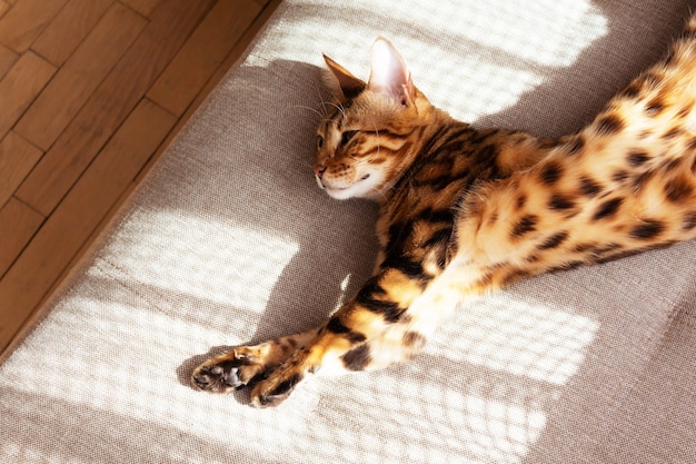 Bengal cat lying on sofa and resting