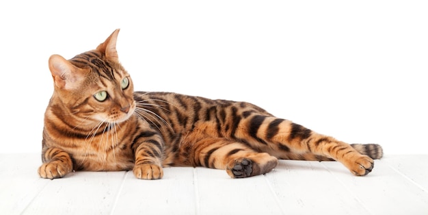 Bengal cat lying on white wooden floor Isolated on white background