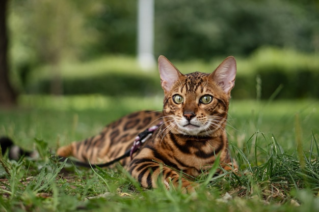 公園で猫をベンガル