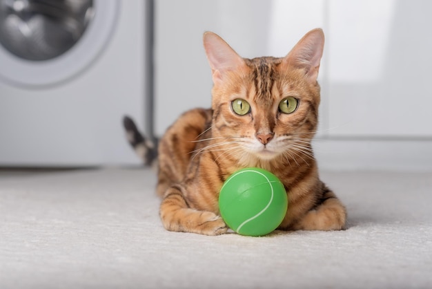 Photo bengal cat plays with a ball on the floor playing cat