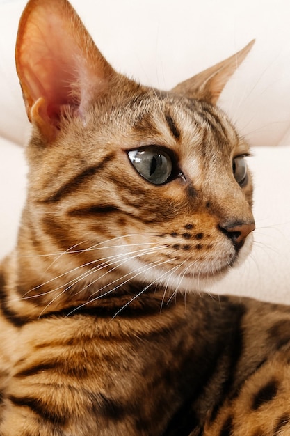 Bengal cat portrait looking away