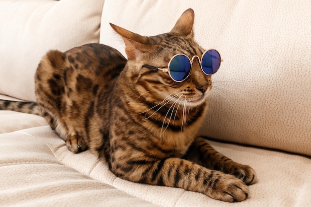 Bengal cat resting on the couch funny with glasses