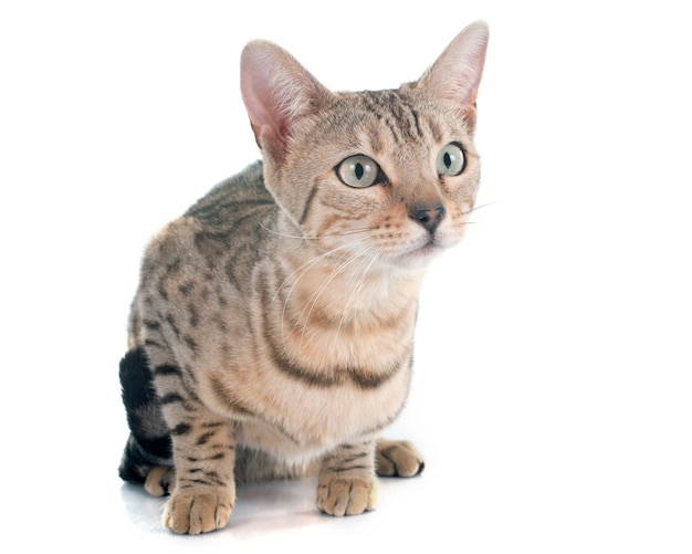 Photo bengal cat silver