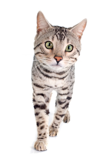 Bengal cat silver