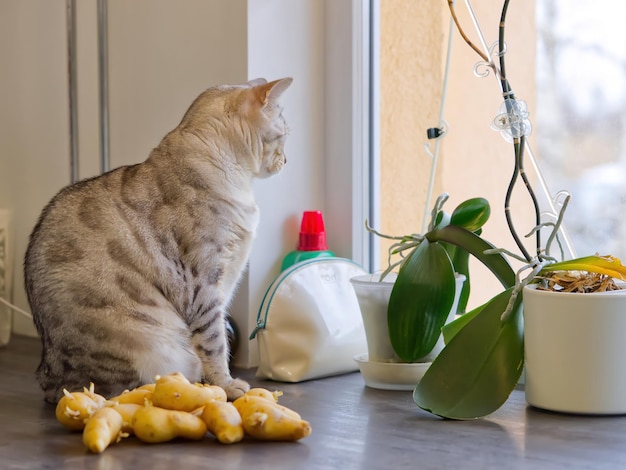 Bengal cat sits next to sprouted potatoes Close up