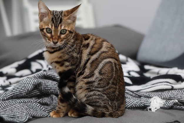 Photo bengal cat on sofa