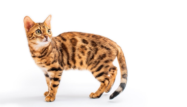 Bengal cat stands in full growth on white background Isolated white background