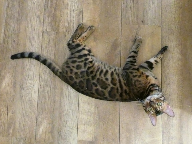 Bengal cat stretched out on the floor