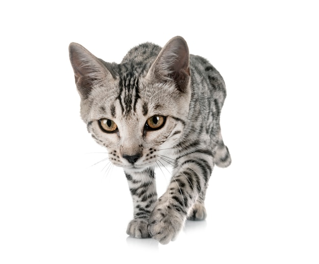 Bengal cat in studio