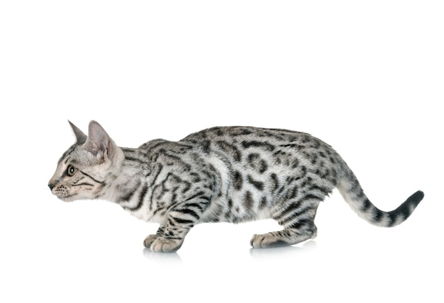 Bengal cat in studio