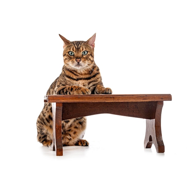 Bengal cat in studio