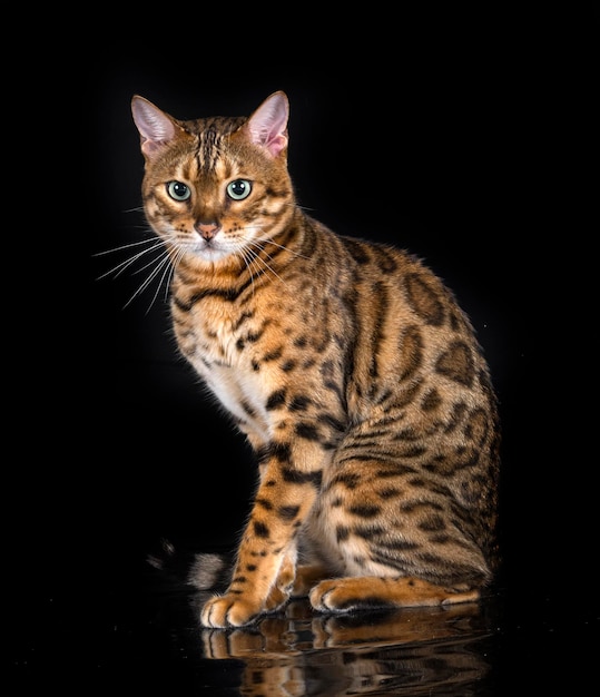 Bengal cat in studio