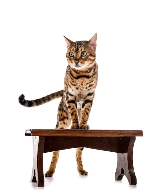 Bengal cat in studio