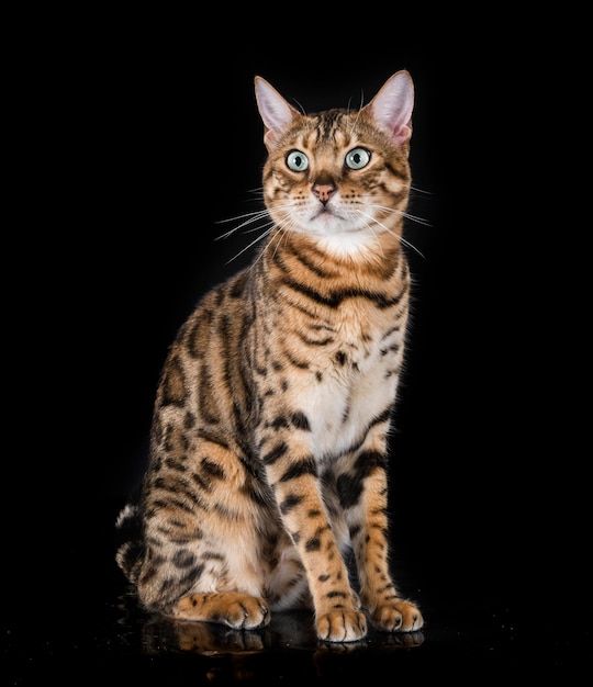 Bengal cat in studio